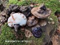 Ganoderma carnosum-amf816-1
